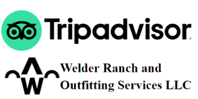 Snowmobiling adventures on Tripadvisor