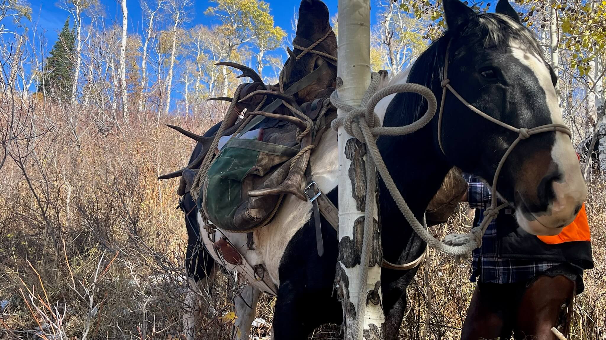 Horse hunting for Elk