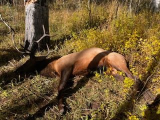 Welder Ranch and Outfitting Services Hunting Fall 2024