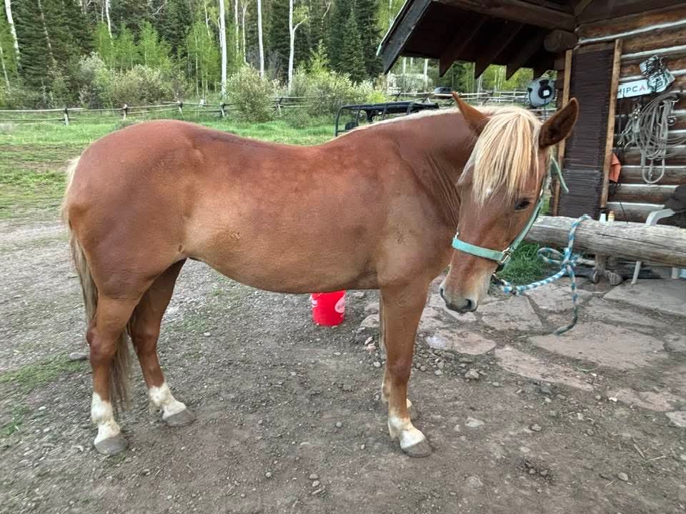 Welder Outfitting Services Working Horse
