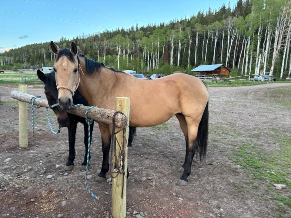 Welder Outfitting Services Horses